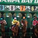 Horses at the starting line of a competitive race.