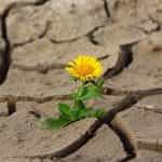 A lone yellow flower growing out of the earth that is experiencing a deep drought.