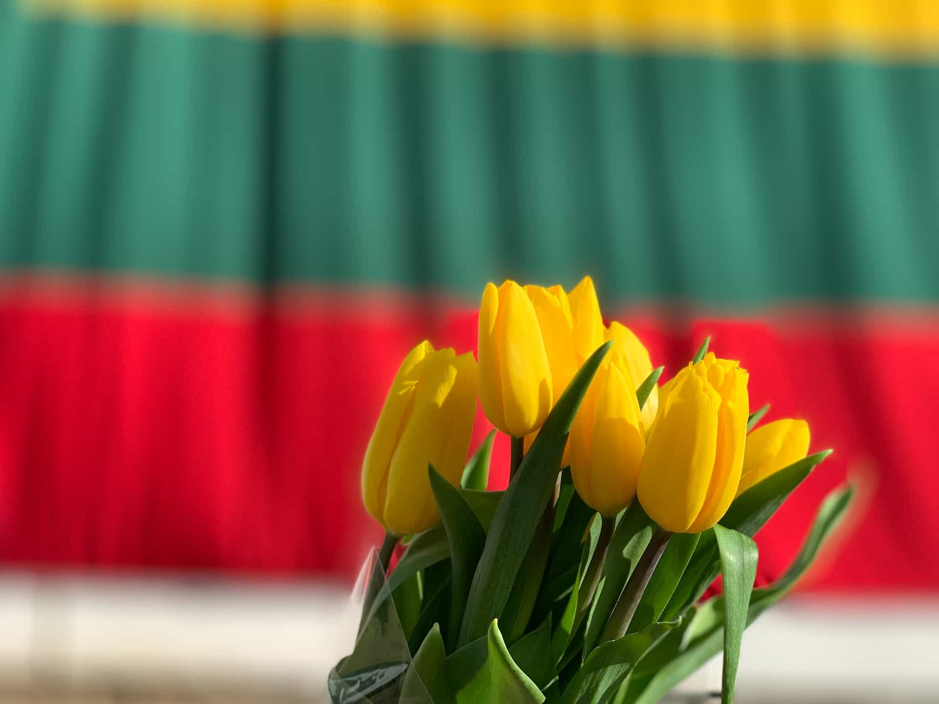 A bunch of yellow tulips in front of a yellow, green, and red flag.